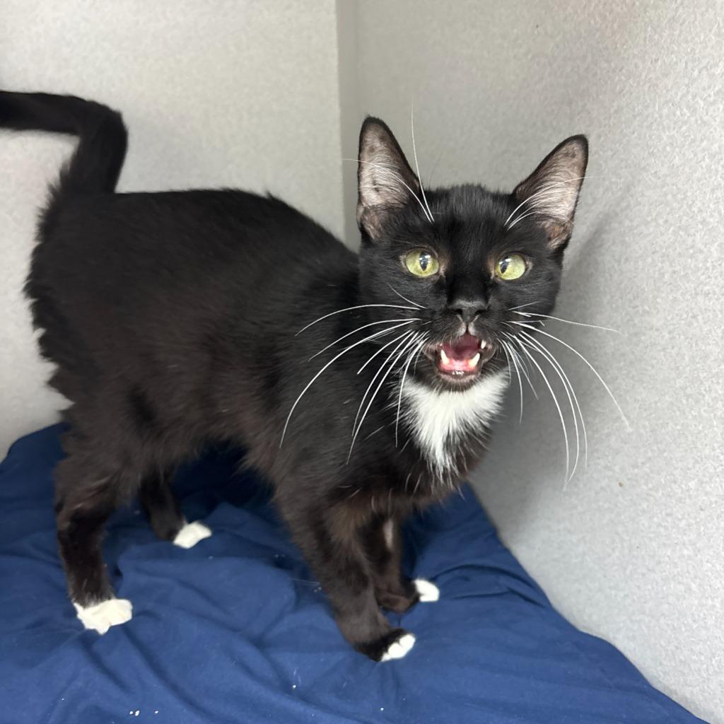 Enlarge Blossom, a Adoptable mixed breed in Los Angeles, CA image 5/6