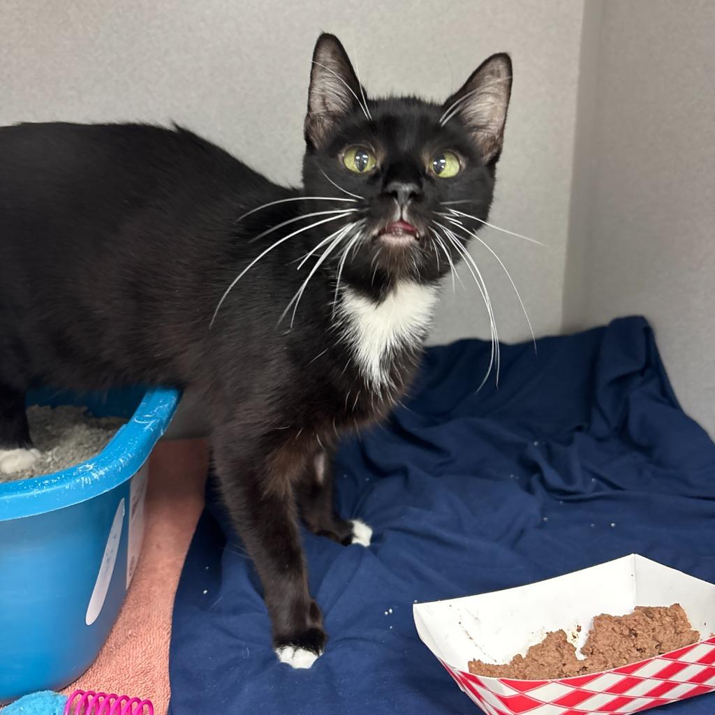 Enlarge Blossom, a Adoptable mixed breed in Los Angeles, CA image 6/6