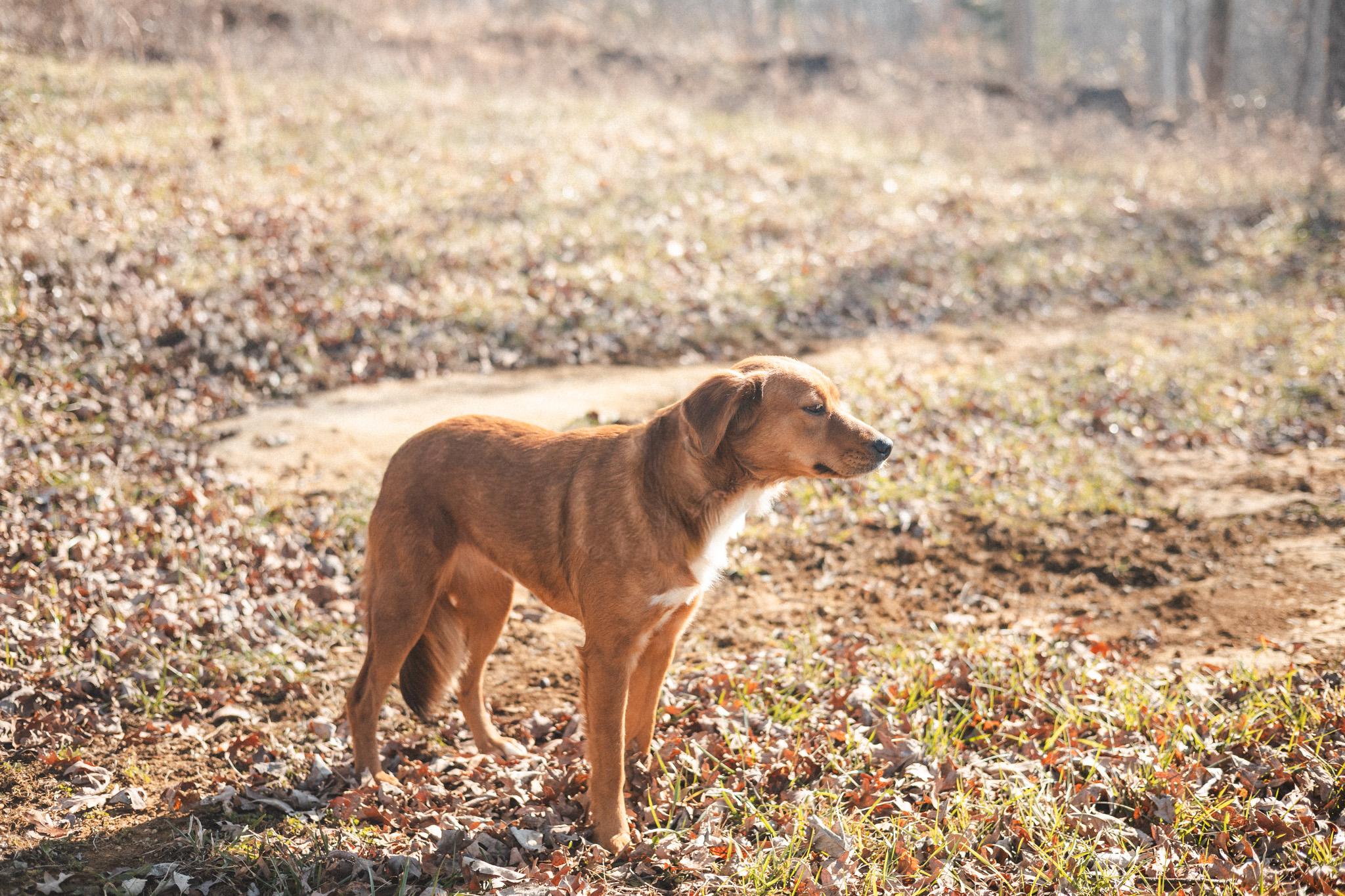 Scarlet Rose thumbnail 3