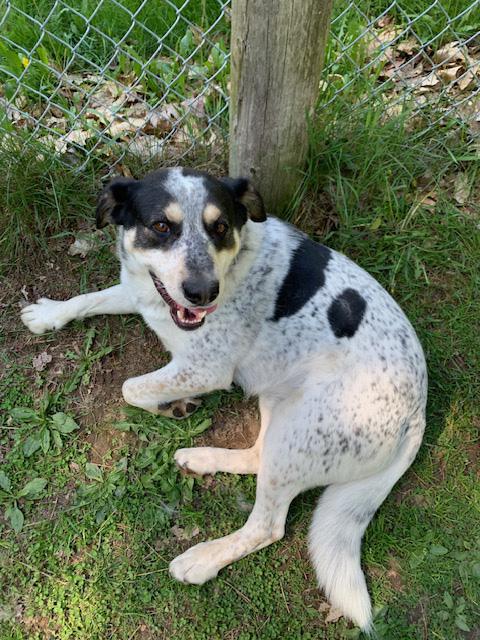 Spartacus, a ADOPTABLE mixed breed in Stanstead, QC image 4/6