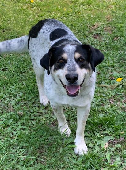 Spartacus, ADOPTABLE, Young Male Mixed Breed.