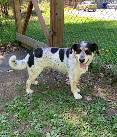 Spartacus, a ADOPTABLE mixed breed in Stanstead, QC image 3/6