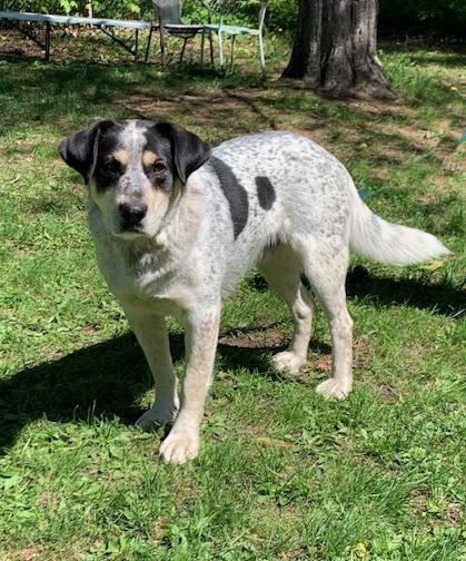 Spartacus, a ADOPTABLE mixed breed in Stanstead, QC image 2/6