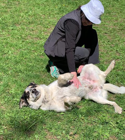 Spartacus, a ADOPTABLE mixed breed in Stanstead, QC image 6/6