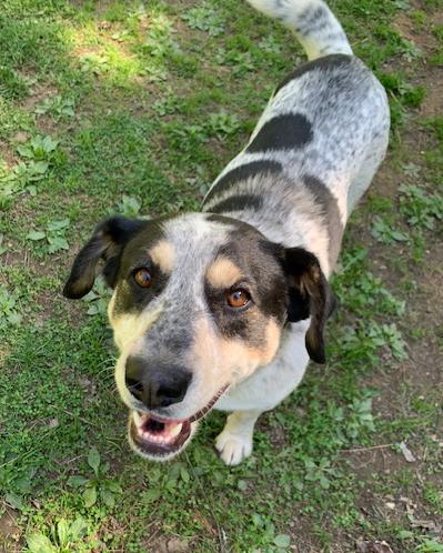 Spartacus, a ADOPTABLE mixed breed in Stanstead, QC image 5/6
