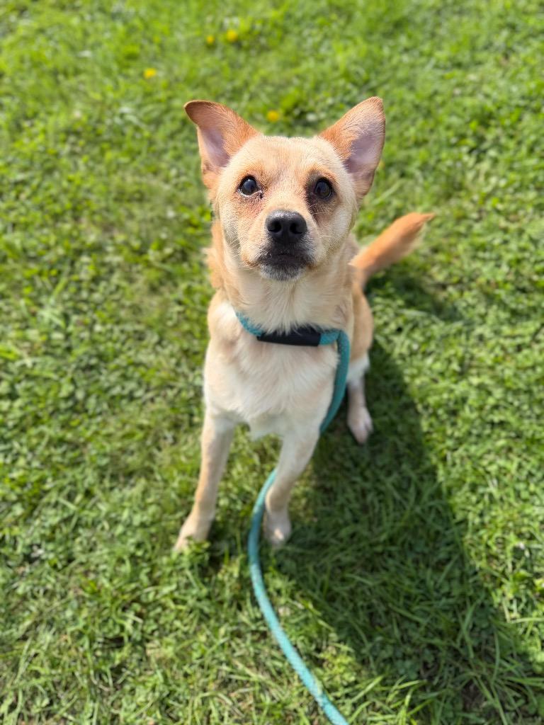 Fluffy, Adoptable, Young Male Chihuahua.