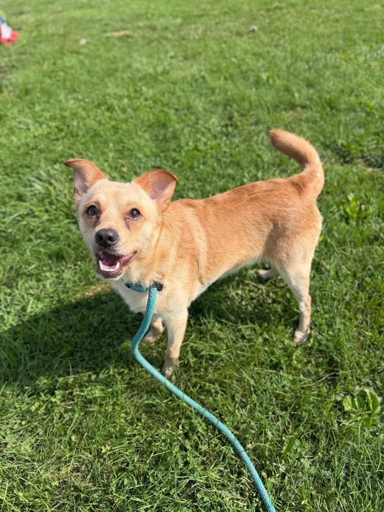 Enlarge Fluffy, a Adoptable mixed breed in Pierceton, IN image 2/6