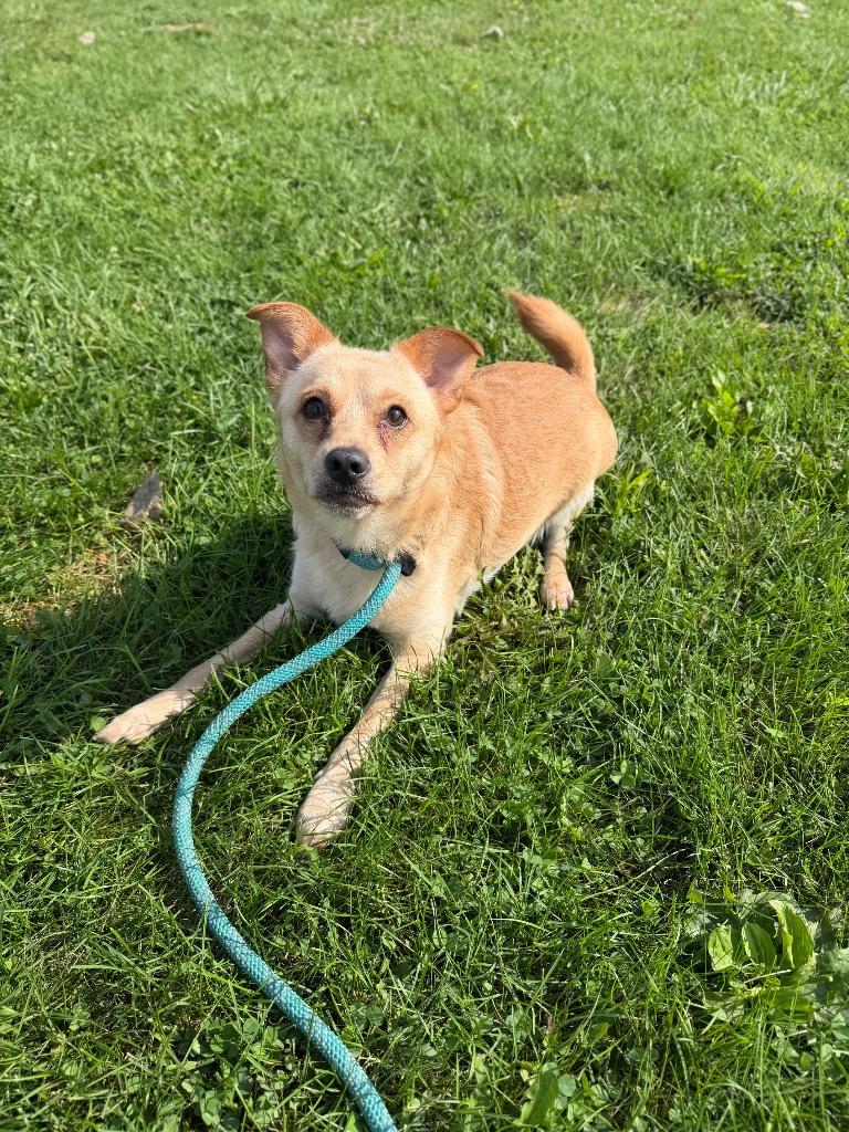 Enlarge Fluffy, a Adoptable mixed breed in Pierceton, IN image 3/6