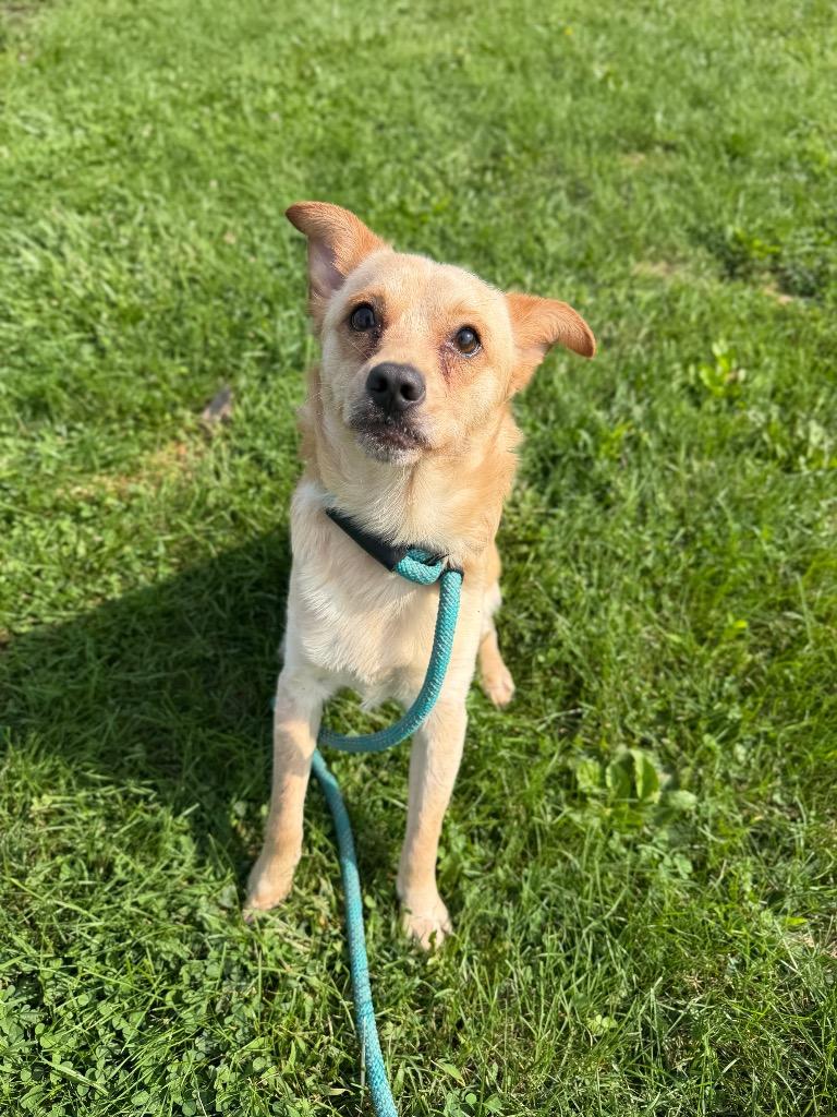 Enlarge Fluffy, a Adoptable mixed breed in Pierceton, IN image 4/6