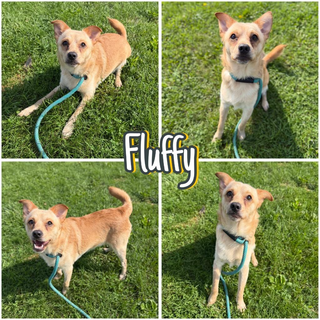 Enlarge Fluffy, a Adoptable mixed breed in Pierceton, IN image 5/6