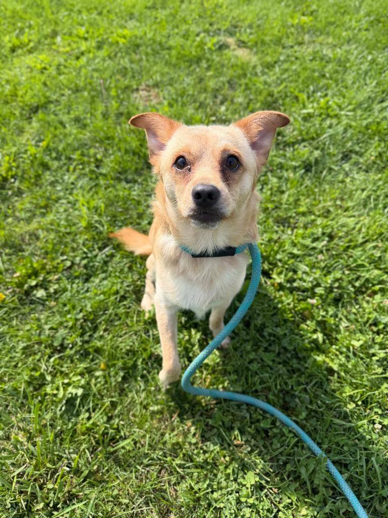 Enlarge Fluffy, a Adoptable mixed breed in Pierceton, IN image 6/6