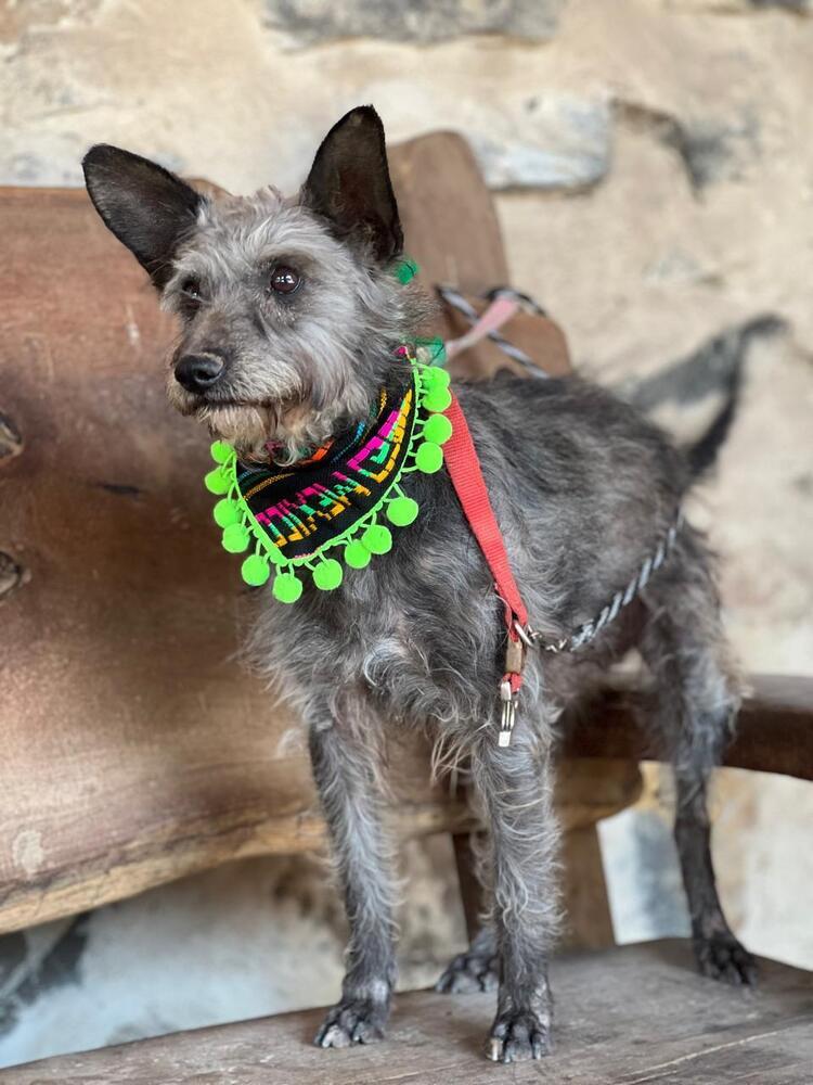 Carlitos, a Adoptable mixed breed in Gig Harbor, WA image 1/3