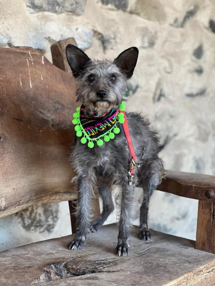 Carlitos, a Adoptable mixed breed in Gig Harbor, WA image 2/3