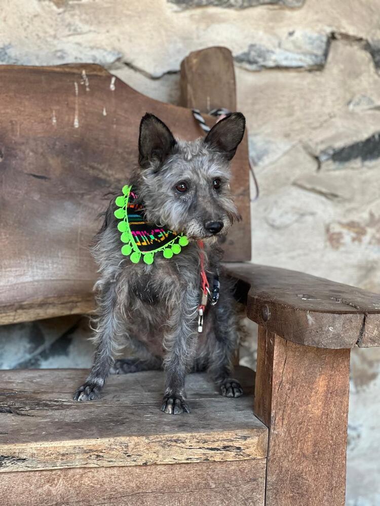 Carlitos, a Adoptable mixed breed in Gig Harbor, WA image 3/3