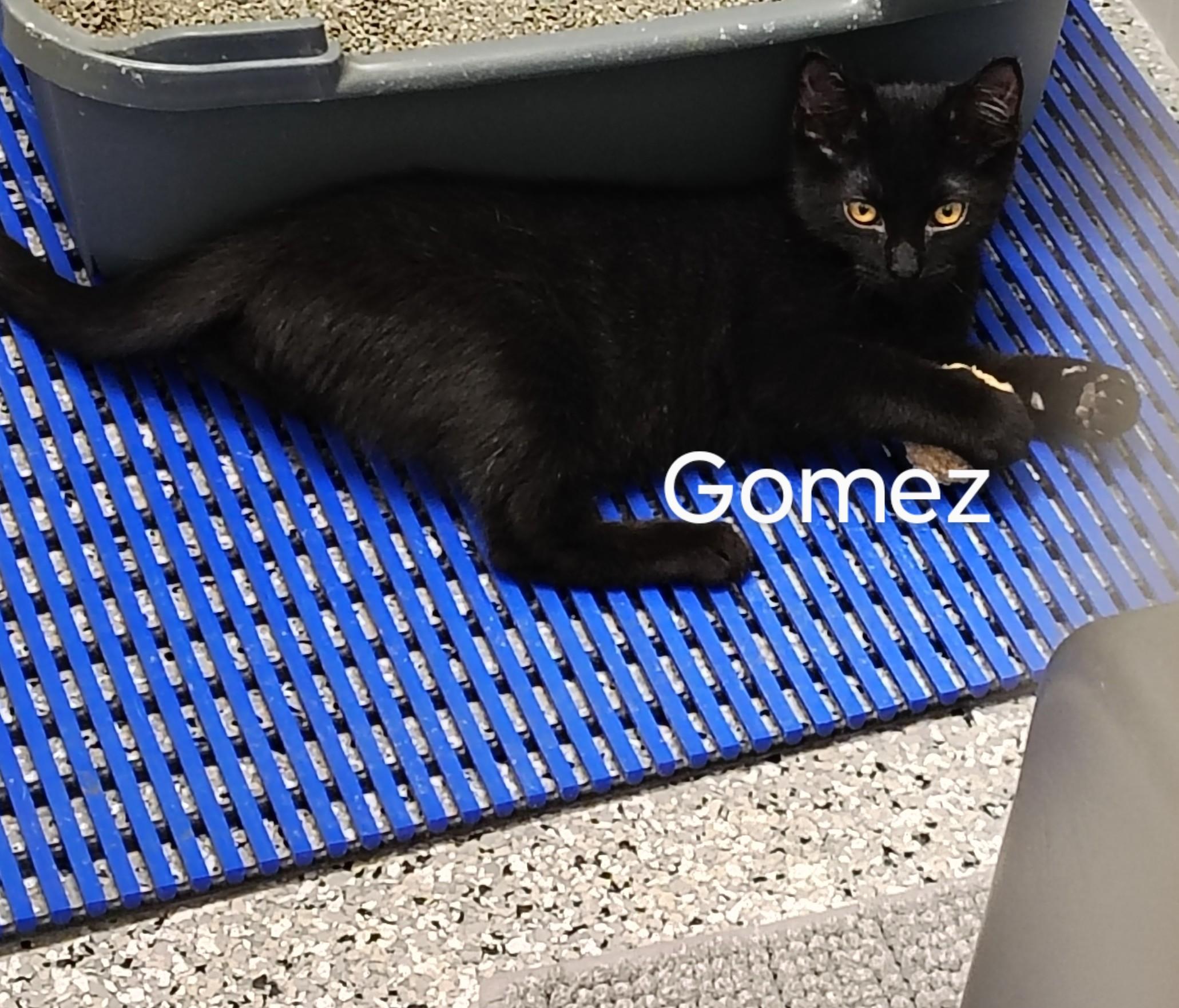 Gomez, Adoptable, Young Male Domestic Short Hair.