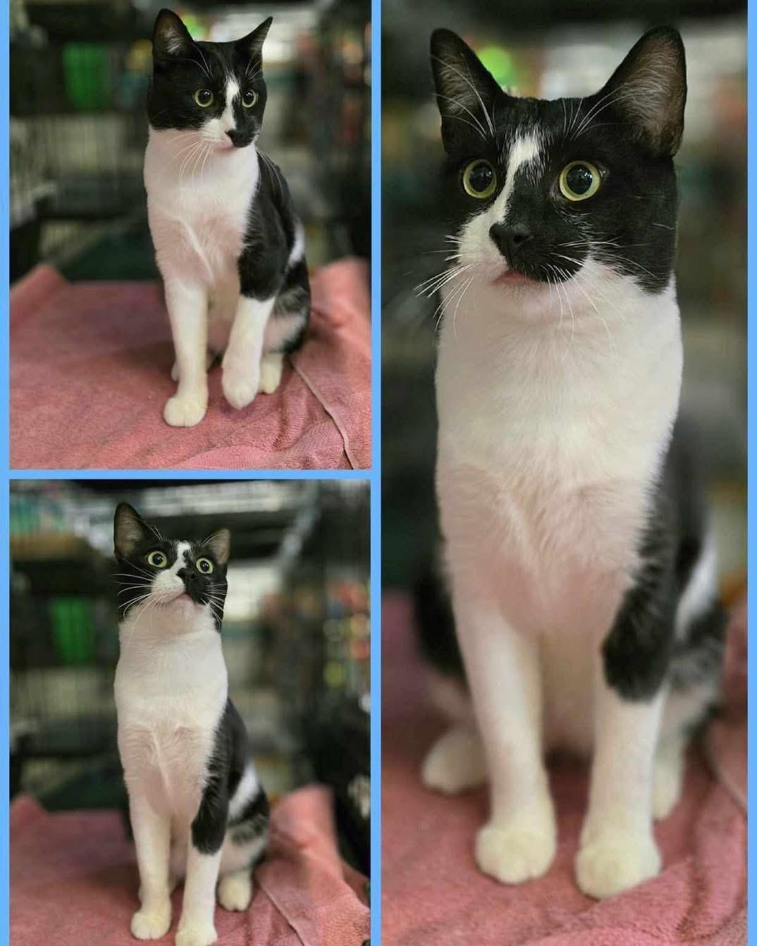 Tamir, an adoptable Manx in Lubbock, TX, 79407 | Photo Image 1