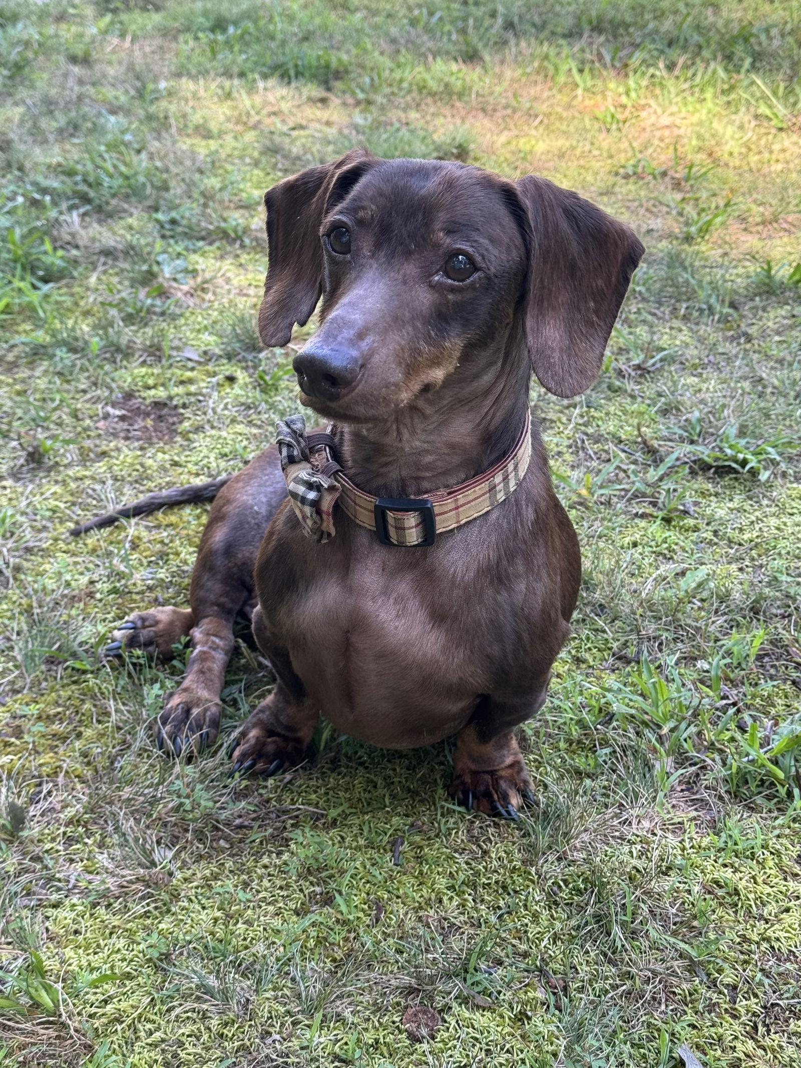 Charlie14, Adoptable, Senior Male Dachshund.
