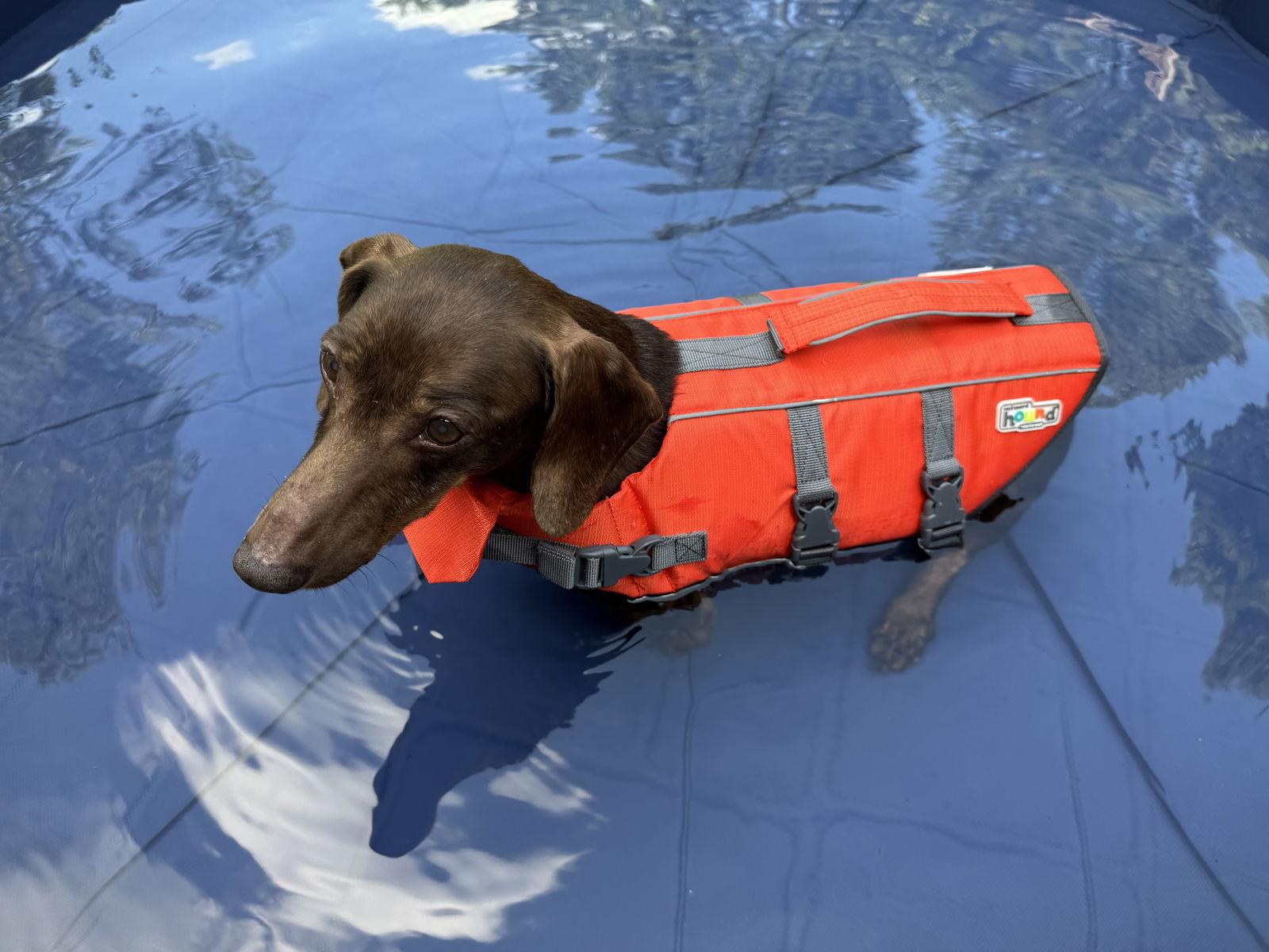 Charlie14, a Adoptable Dachshund in Chatham, VA image 2/3