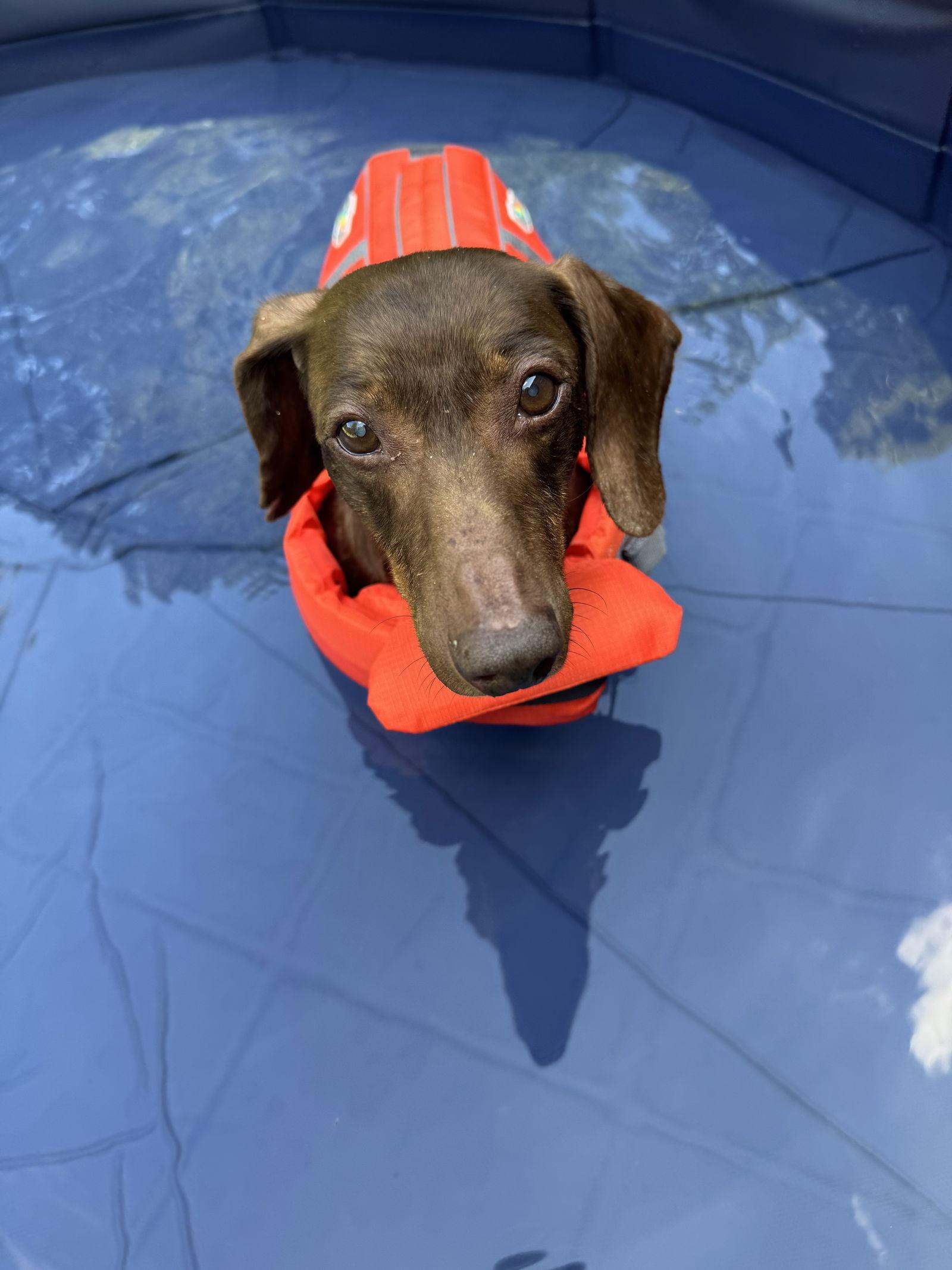 Charlie14, a Adoptable Dachshund in Chatham, VA image 3/3