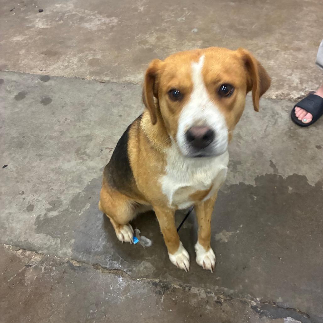 Rusty, Adoptable, Adult Male Mixed Breed.
