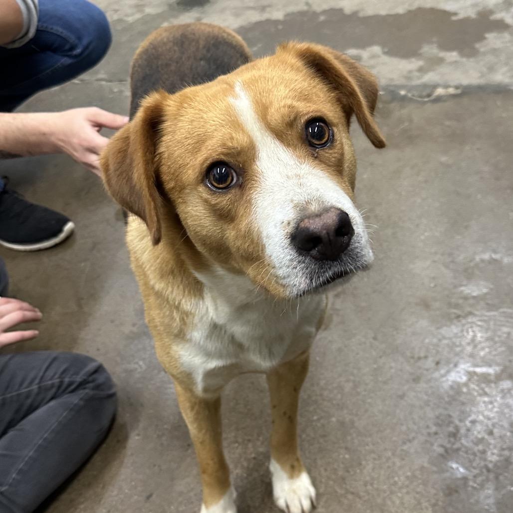 Rusty, a Adoptable Mixed Breed in Corbin, KY image 2/3