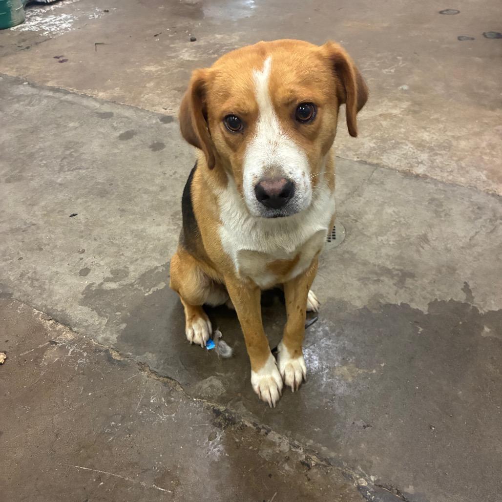 Rusty, a Adoptable Mixed Breed in Corbin, KY image 3/3