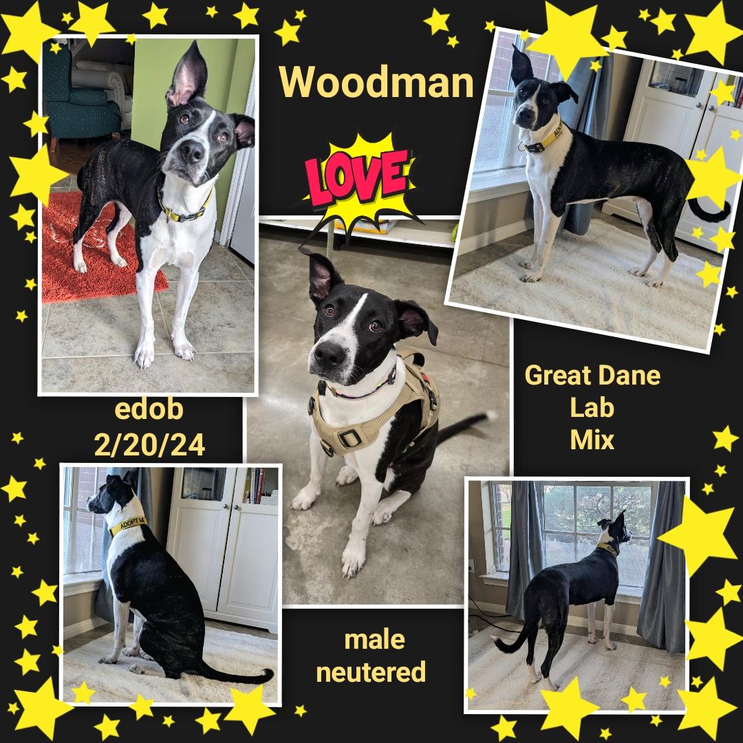 Enlarge Woodman OR13379-T, a Adoptable mixed breed in Beaverton, OR image 3/6