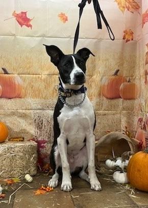 Enlarge Woodman OR13379-T, a Adoptable mixed breed in Beaverton, OR image 6/6