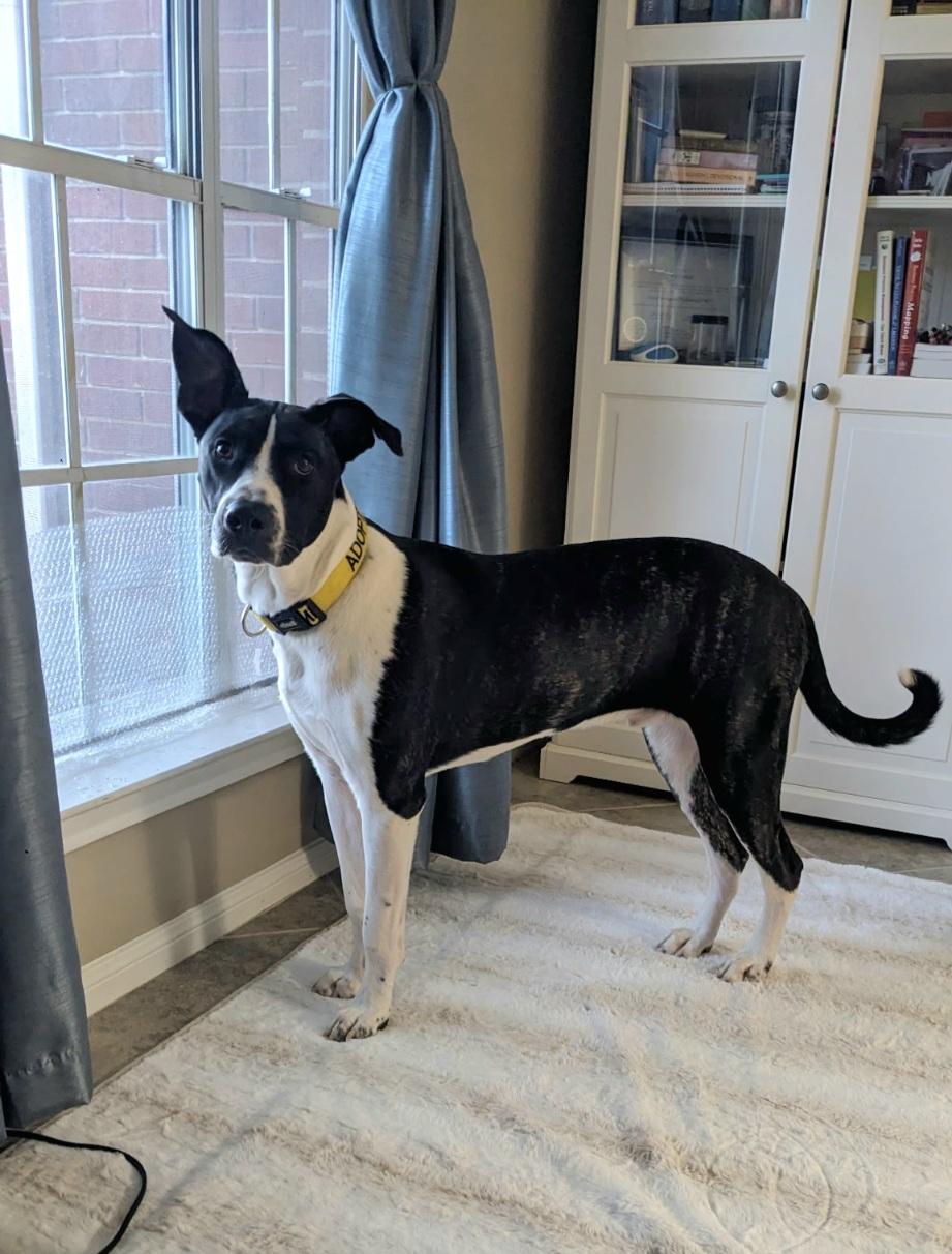 Enlarge Woodman OR13379-T, a Adoptable mixed breed in Beaverton, OR image 4/6