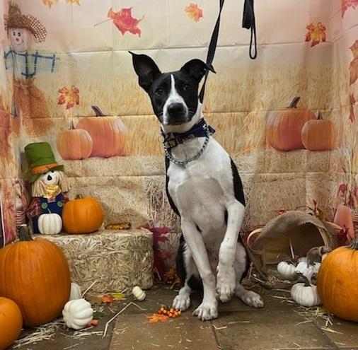 Enlarge Woodman OR13379-T, a Adoptable mixed breed in Beaverton, OR image 2/6