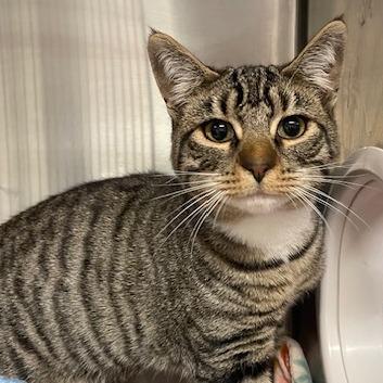 Ozzy — thumbnail 2