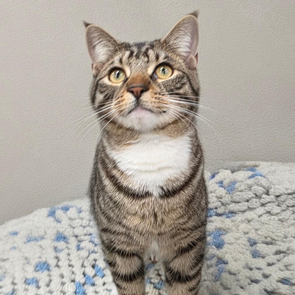 Ozzy — thumbnail 3