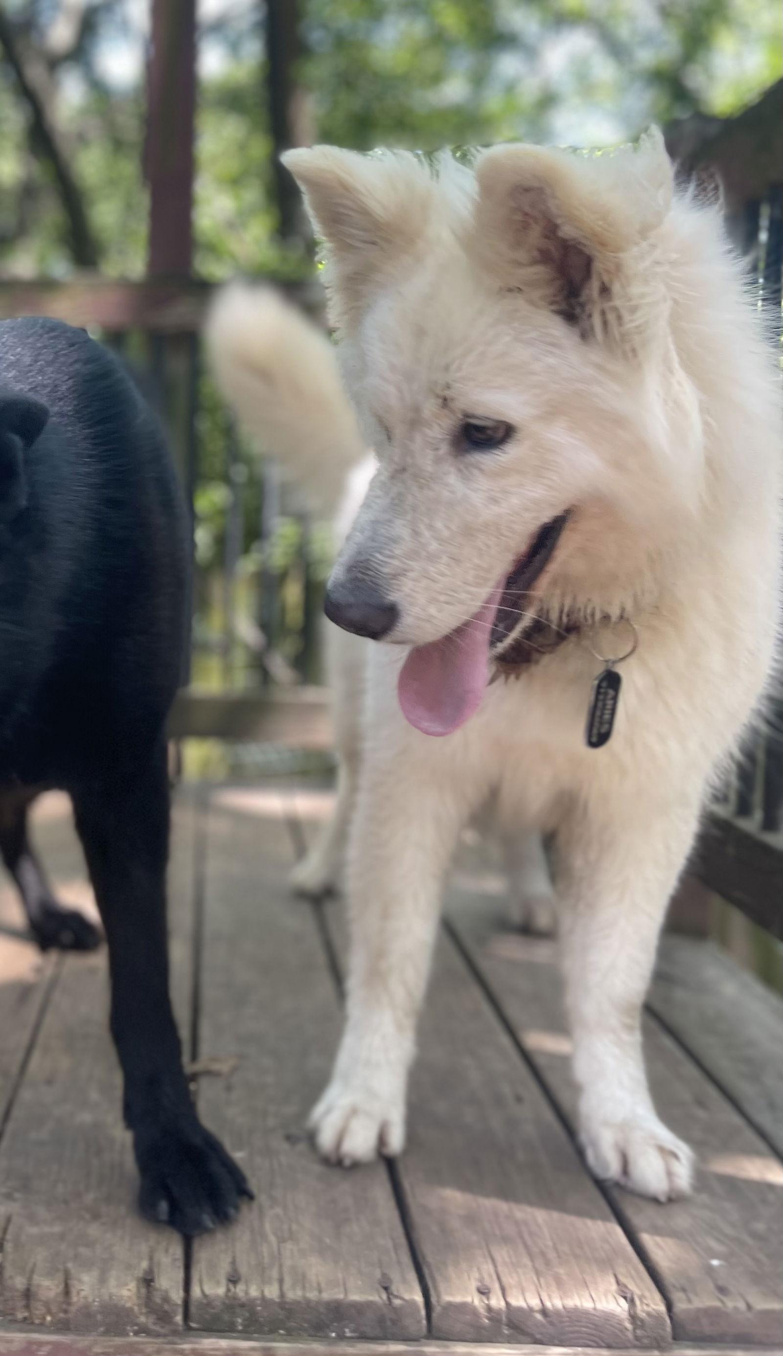 Aries, Adoptable, Young Female Husky.