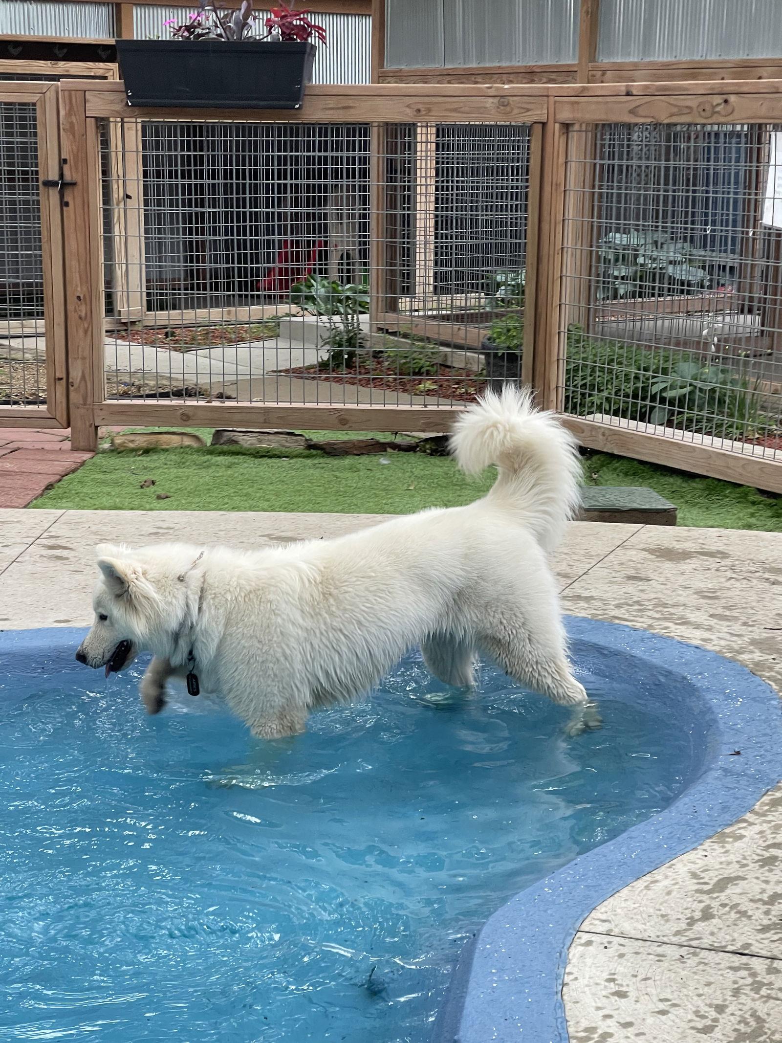Aries, a Adoptable Husky in Leavenworth, KS image 2/3