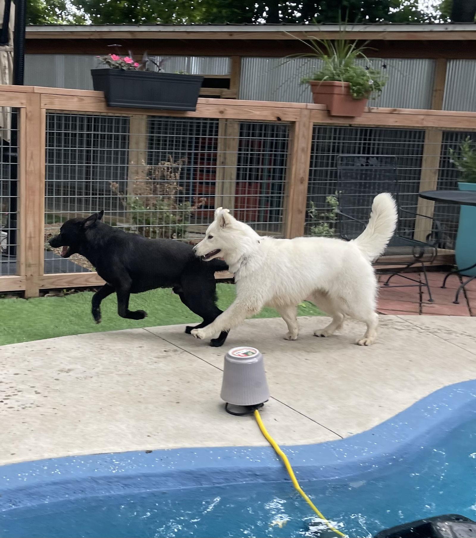 Aries, a Adoptable Husky in Leavenworth, KS image 3/3