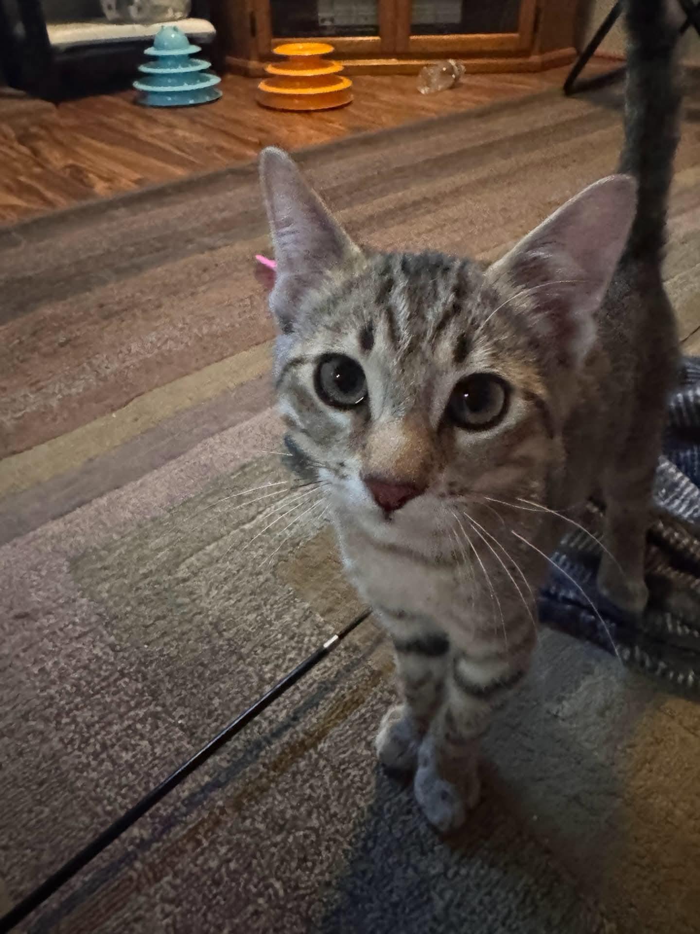 Tigger - In Foster