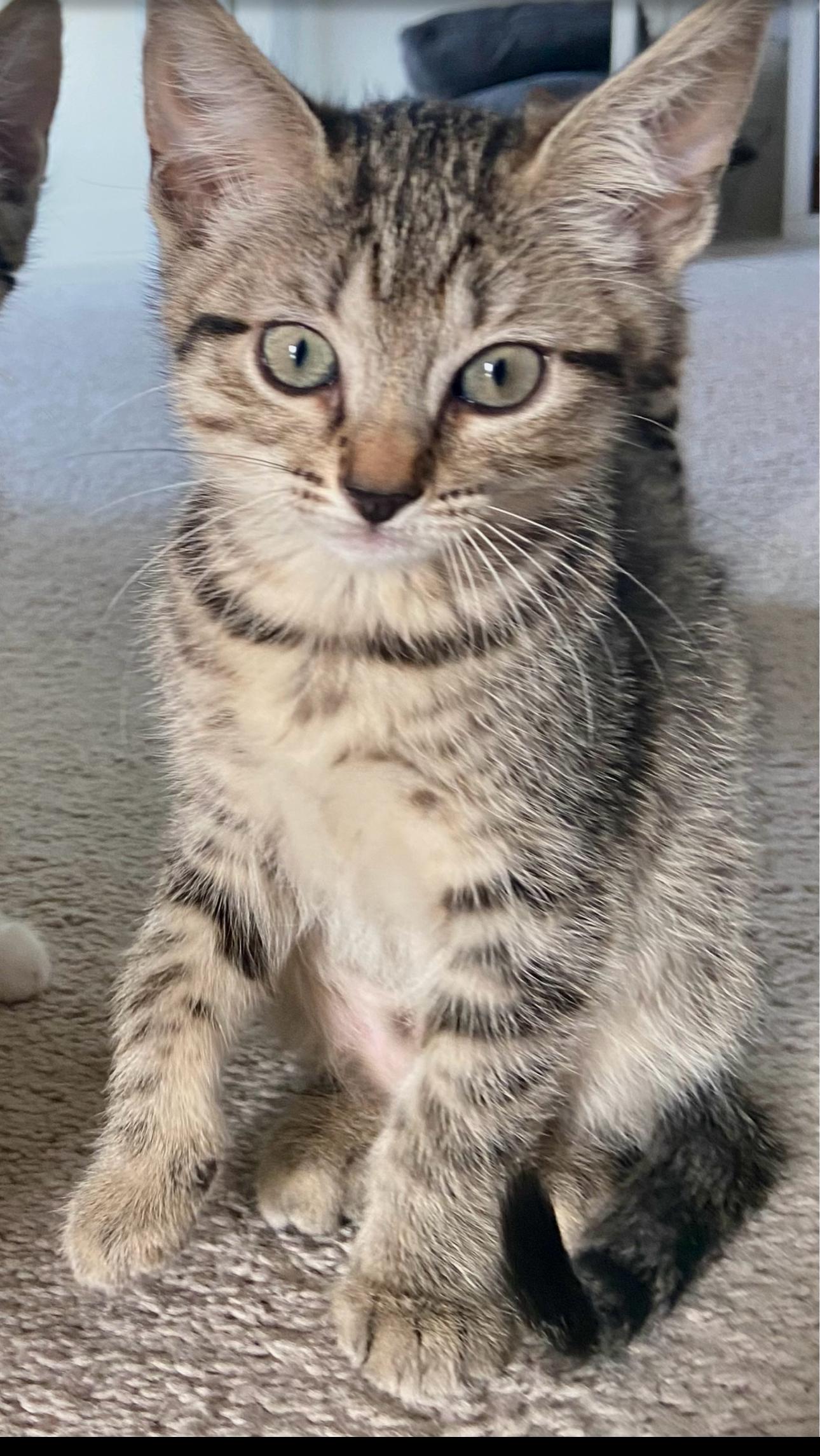 Artamis -The Puurfect Kitty