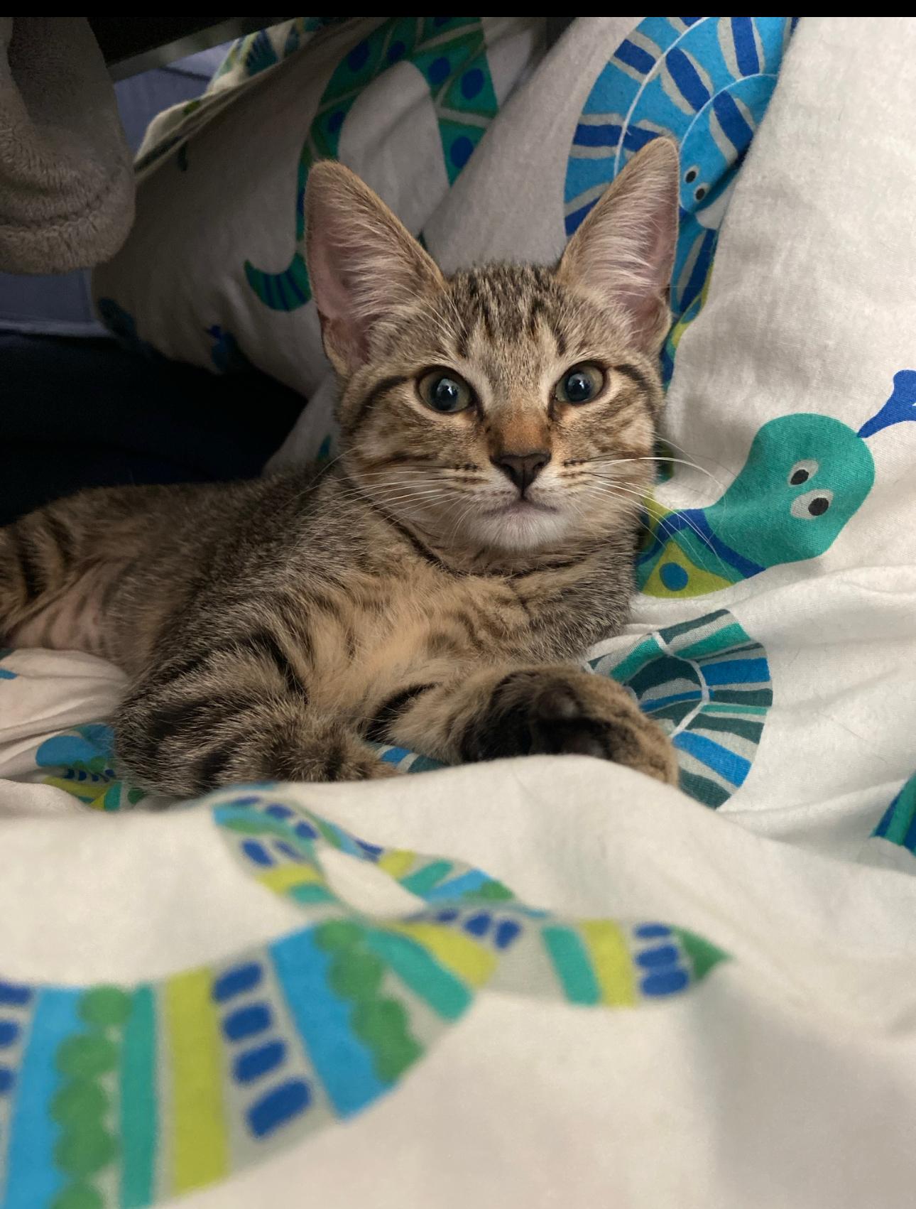 Artamis -The Puurfect Kitty