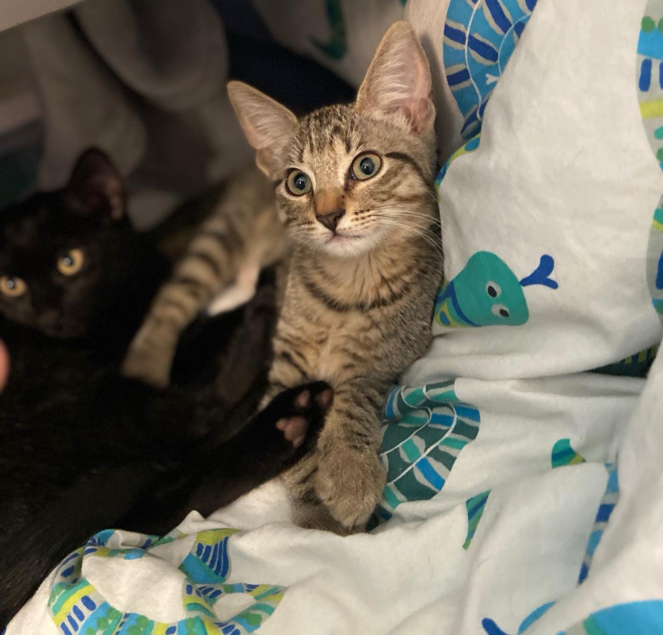 Artamis -The Puurfect Kitty