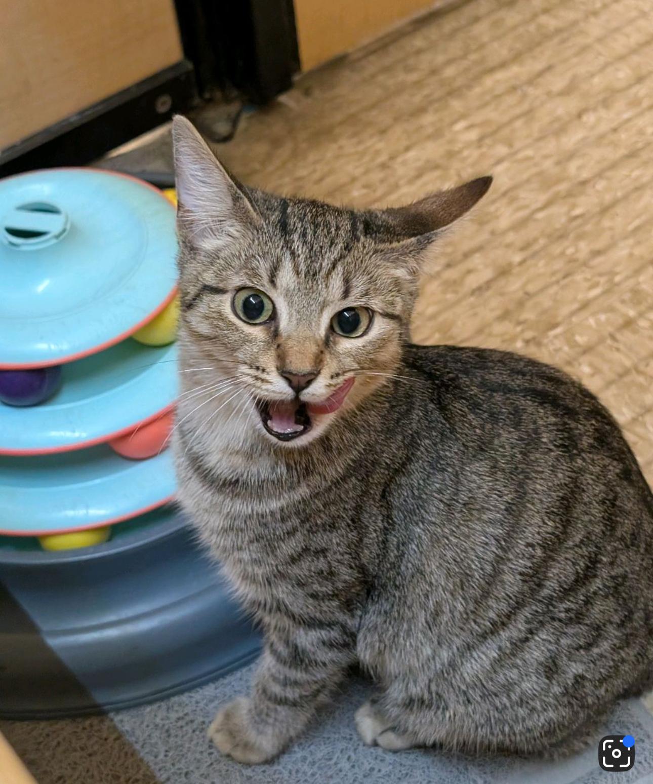 Artamis -The Puurfect Kitty