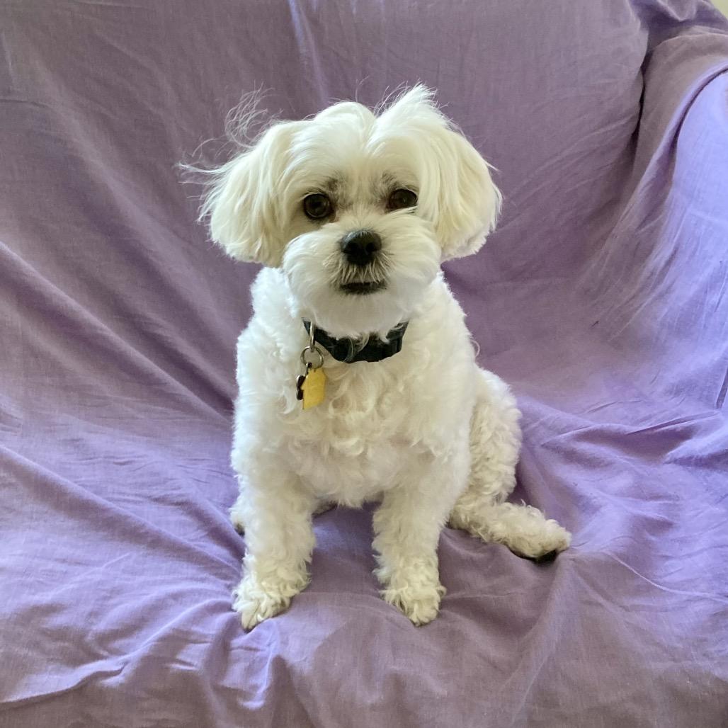 Mabel, Adoptable, Adult Female Maltese & Shih Tzu.