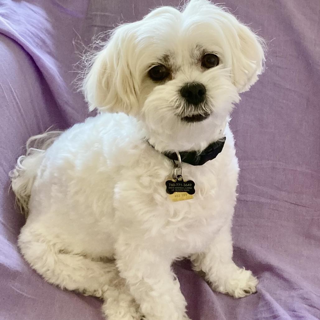 Mabel, a Adoptable mixed breed in Long Beach, CA image 3/3