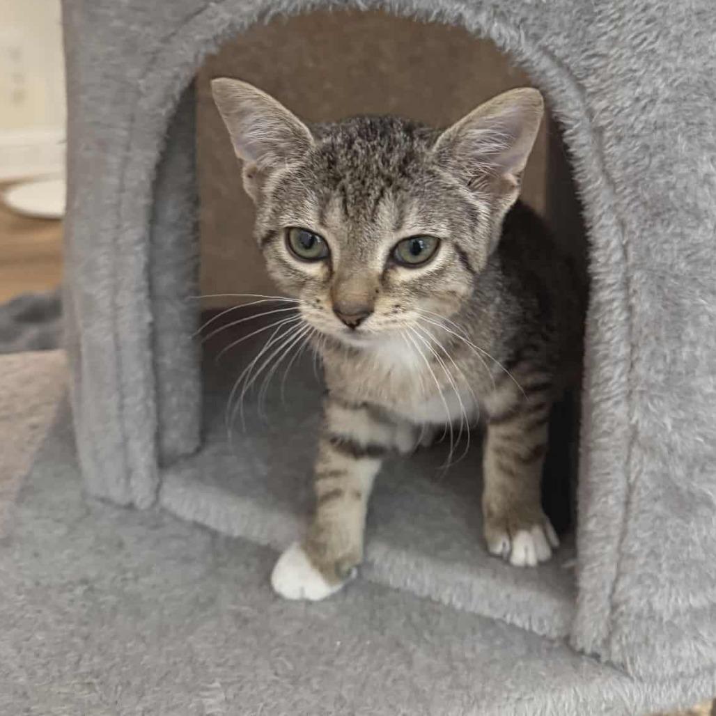 Enlarge Niah, a Adoptable Domestic Short Hair in Fayetteville, GA image 1/2