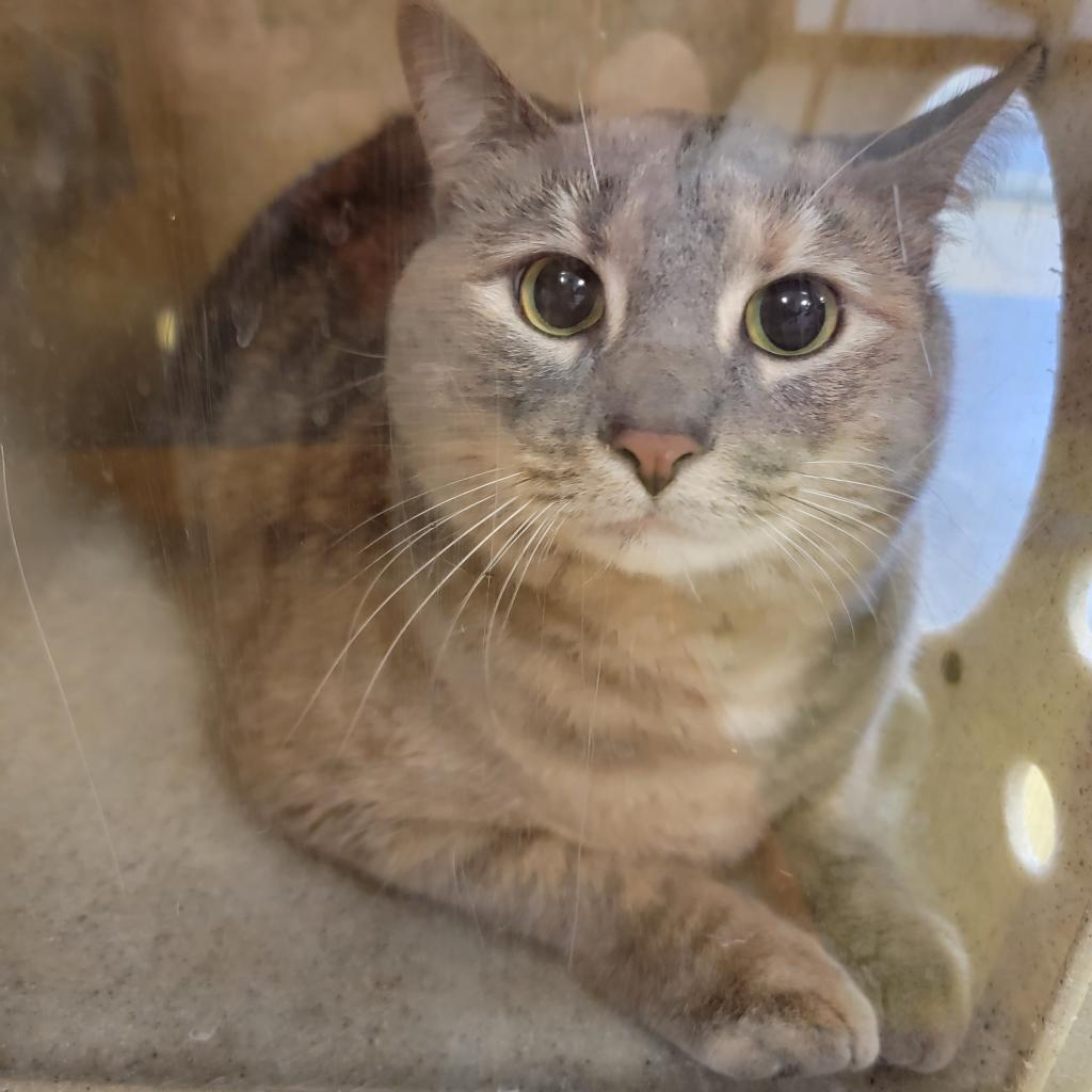 Judah, Adoptable, Adult Female Domestic Short Hair.