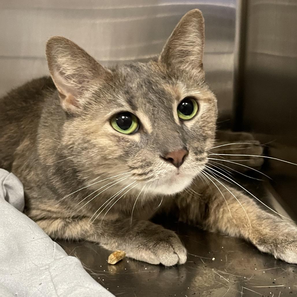 Enlarge Judah, a Adoptable Domestic Short Hair in Philadelphia, PA image 2/4