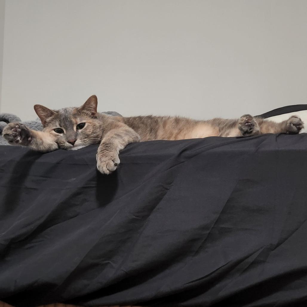 Enlarge Judah, a Adoptable Domestic Short Hair in Philadelphia, PA image 3/4