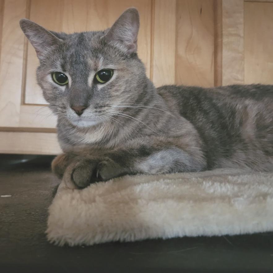 Enlarge Judah, a Adoptable Domestic Short Hair in Philadelphia, PA image 4/4