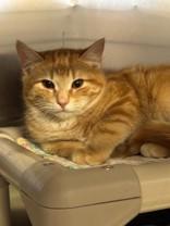 Enlarge Bobby, an adopted Domestic Short Hair in Whitby, ON image 1/1