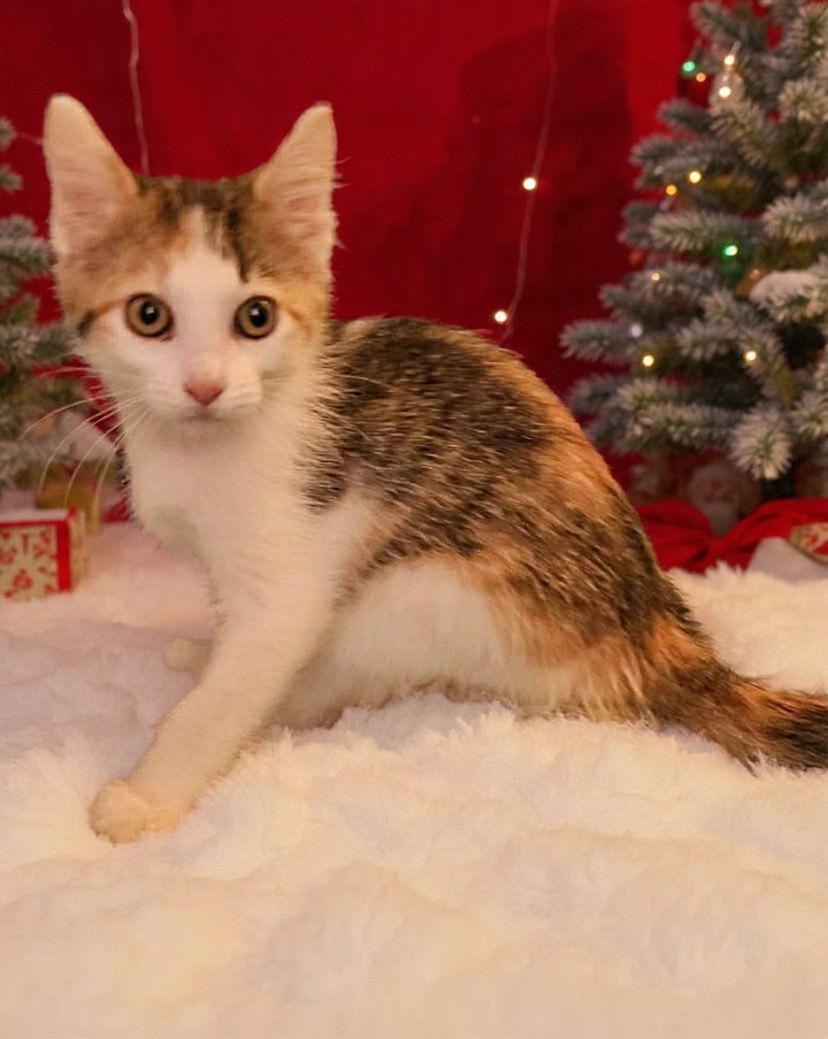 Frenchie, Adoptable, Kitten Female Domestic Short Hair.