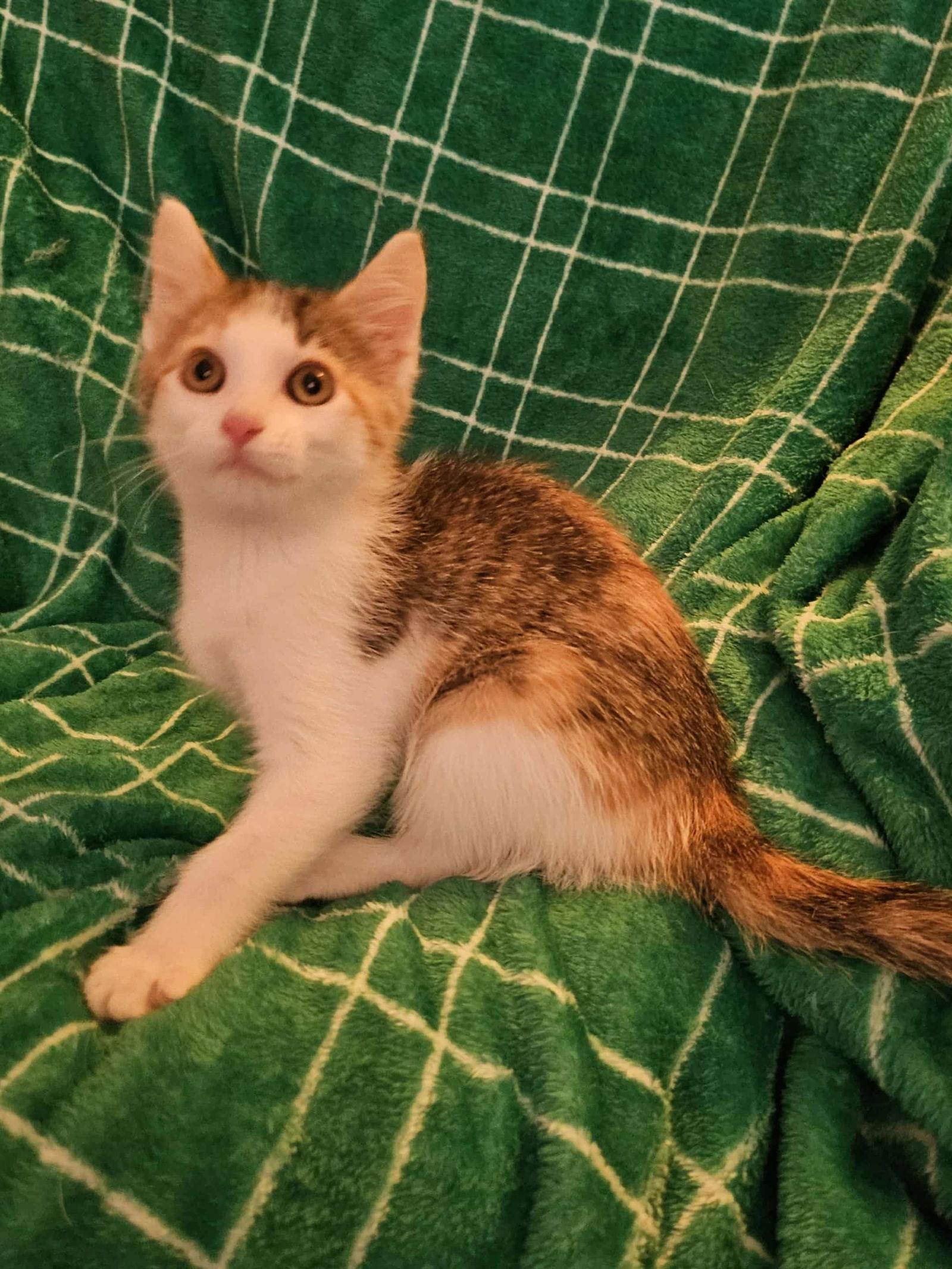 Enlarge Frenchie, a Adoptable Domestic Short Hair in West Des Moines, IA image 2/3